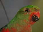 King Parrots come visiting