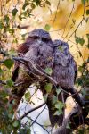 Tawny Frogmouths, late afternoon