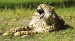 cheetah revised
